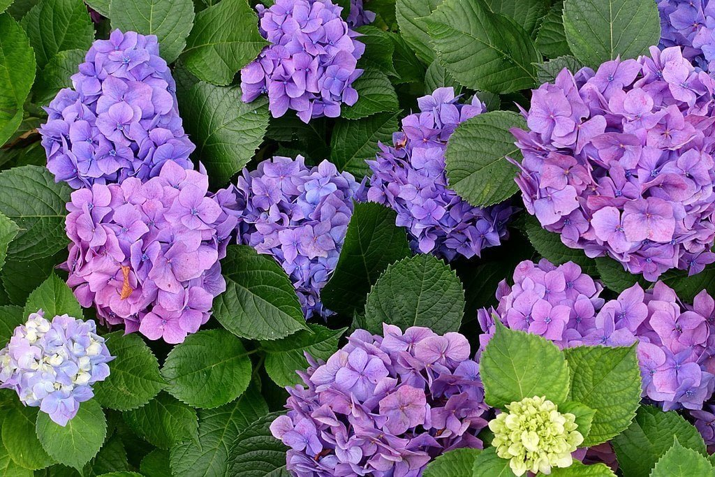 🌳 빛 스포츠 공원 (히카리 스포츠 코엔) 이미지 3